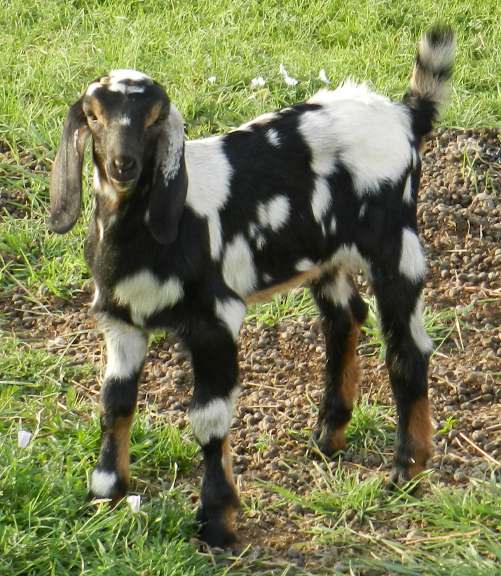 Obadiah (04/07/12)